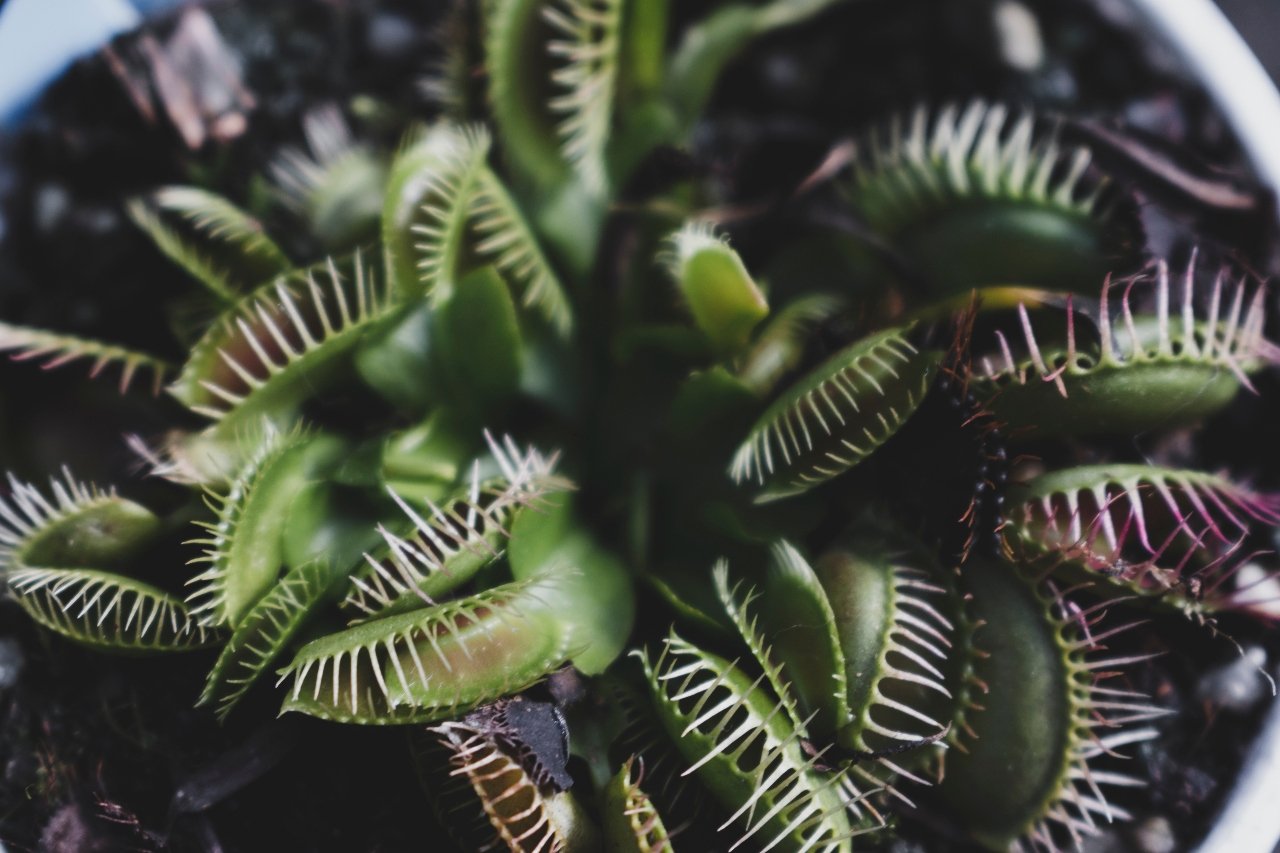 Dionaea Fly Trap