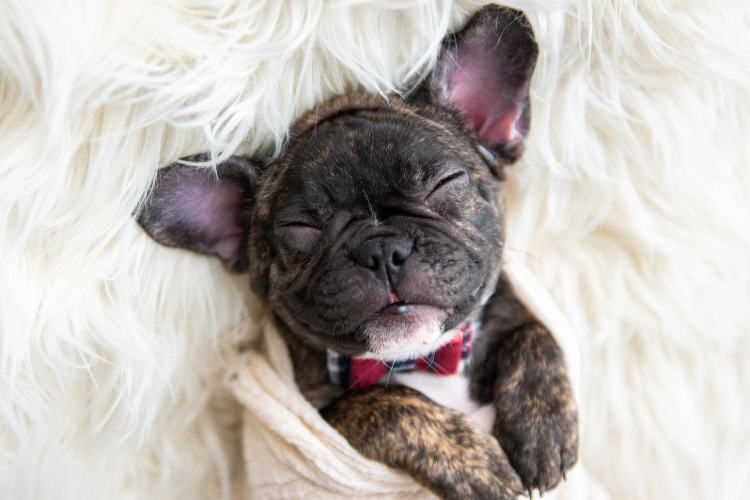 The Top Ethical Sources for Finding Your French Bulldog Puppy in 2025