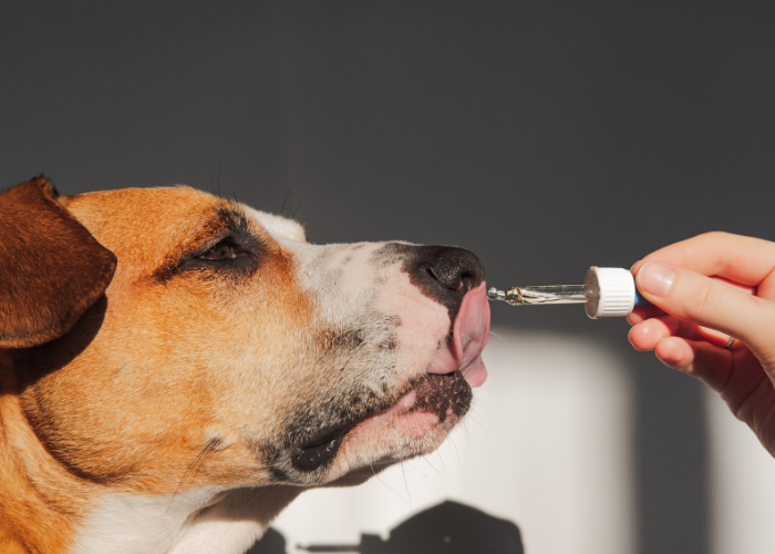 The Truth Behind Dog Health Supplements